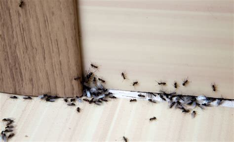 房間有螞蟻原因 家里植物风水